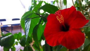 eine große rote Hibiskusblüte auf grünem Hintergrund foto