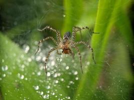 Tautropfen auf Spinnennetz am Morgen, Makrofotografie, extreme Nahaufnahme foto