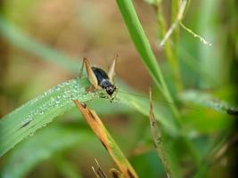 Heuschrecke auf Blatt, Makrofotografie, extreme Nahaufnahme foto