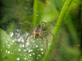 Tautropfen auf Spinnennetz am Morgen, Makrofotografie, extreme Nahaufnahme foto