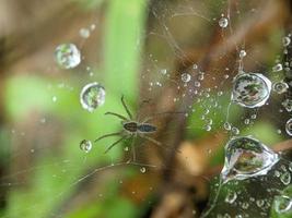 Tautropfen auf Spinnennetz am Morgen, Makrofotografie, extreme Nahaufnahme foto