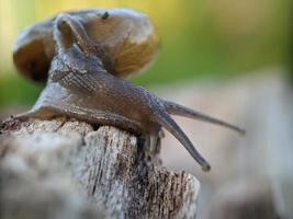 Schnecke auf dem Holz, morgens, Makrofotografie, extreme Nahaufnahme foto