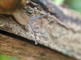 Schnecke auf dem Zweig, morgens, Makrofotografie, extreme Nahaufnahme foto