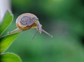 Schnecke auf dem Blatt am Morgen, Makrofotografie, extreme Nahaufnahme foto