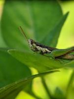 Heuschrecke auf Blatt, Makrofotografie, extreme Nahaufnahme foto