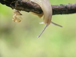 Schnecke auf dem Zweig, morgens, Makrofotografie, extreme Nahaufnahme foto