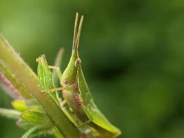 Heuschrecke auf Blatt, Makrofotografie, extreme Nahaufnahme foto