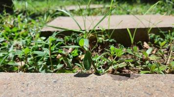 Gras in einem Hof, normalerweise um den Gartenbereich zu füllen. foto