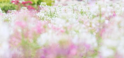 verwischen Sie rosa und weiße Blütenblumen bokeh mit grünem Blatthintergrund. foto
