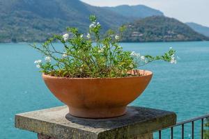 Vase mit Blumen auf einer Säule foto