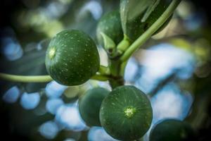 ein Nahaufnahmefoto von grünen Feigen auf einem Baum mit Bokeh-Hintergrund foto