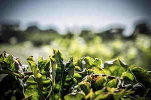 grüne Blätter mit defokussiertem Hintergrund an einem sonnigen Tag foto