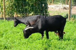 Ziegen, die leise grünes Gras fressen, sind für eine gute Milchleistung unerlässlich foto