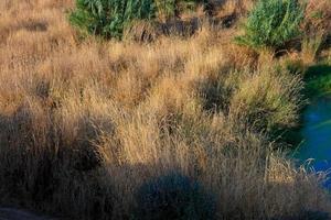 Feuchtgebiete in der Nähe des Flusses Llobregat foto