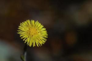 Huflattich - Tussilago farfara foto