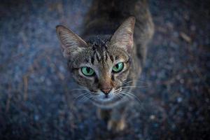 Tigergesicht einheimisches Katzengesicht kommt. grüne augen, ohren stehen auf dem felsigen boden. foto