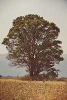 einsamer Baum auf der Wiese foto