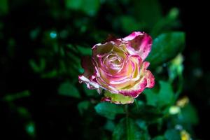 Rosenblüte im Garten foto