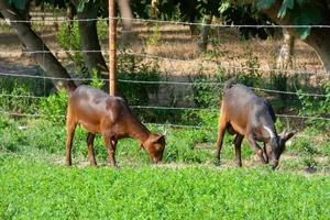 Ziegen, die leise grünes Gras fressen, sind für eine gute Milchleistung unerlässlich