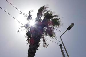 tropische Palmen unter der heißen Sommersonne foto