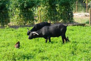 Ziegen, die leise grünes Gras fressen, sind für eine gute Milchleistung unerlässlich foto