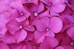 eine extreme Nahaufnahme der Blütenblätter der rosa Hydranea-Blume. foto