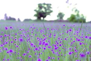 verschwommen, lila Blumenblüte auf dem Feld. Schönes Wachstum und Blumen auf der Wiese, die morgens blüht foto