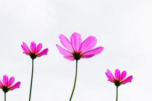 rosa kosmosblume schön blühend isoliert auf weißem hintergrund, kopierraum foto