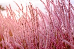 verschwommene, wilde Grasblumenblüte, schöner Anbau und Blumen auf der Wiese auf pastellrosa Hintergrund mit weichem Fokus foto