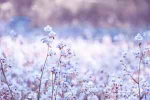 lila blumenblüte auf dem feld, schönes wachsen und blumen auf der wiese, die morgens blühen. weiche pastellfarben auf natur-bokeh-hintergrund, vintage-stil foto