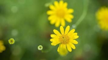 gelbe Blume auf grünem Hintergrund foto