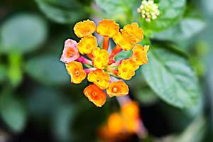 gelbe blume mit unschärfehintergrundbeschaffenheit foto