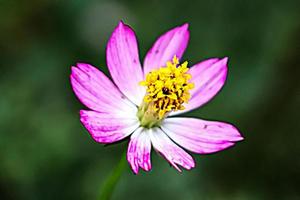 rosa blume mit unschärfe hintergrundtextur foto