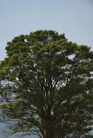 einsamer Baum auf der Wiese foto