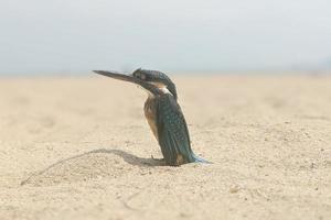 schwarzer kleiner Vogel an einem Strand in Vietnam. foto