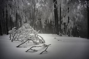 im winternebeligen Buchenwald foto