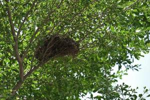 Vogelnest auf einem schattigen Baum foto