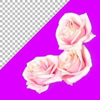 isoliert drei rosa Rosen foto