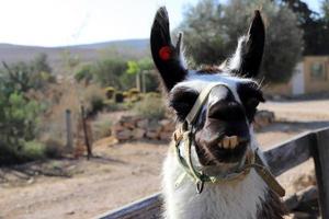 Alpakas auf einer Farm in der Negev-Wüste. foto