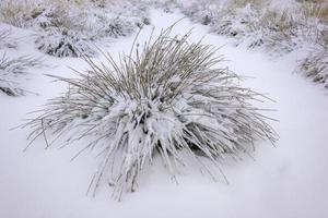 Waldgras mit frischem Schnee bedeckt foto