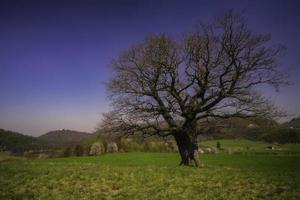 einsamer alter Baum foto