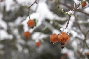 rote Früchte von Hagebutten foto