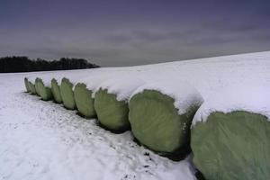 Pakete mit Silage foto