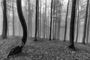 Buchenwald im Frühling foto