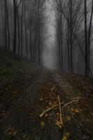 Herbst Waldweg foto