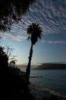 Palmen an der Promenade und am Strand in Montenegro, Adria. foto