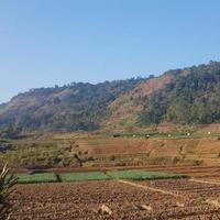 Blick auf die hügelige Gegend im Westen von Java. grüne Hügel im Sommer mit verschiedenen Pflanzenarten. foto