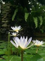 Lotusblüte im Teich. foto