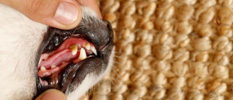 Karies des Hundes ist an Zahnstein erkrankt. in der Tierklinik foto