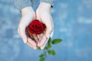 liebhaber schenken am valentinstag rote rosen foto